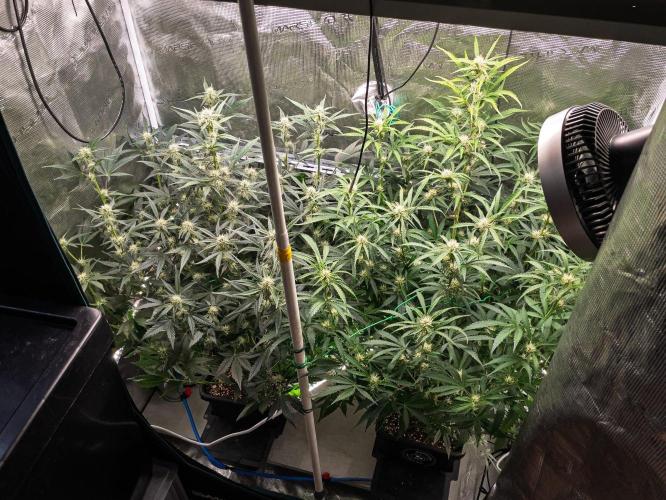 Rainbow Sundae 11 | Tulaberry F1-Testrun. Week 7 - D45 TB - RS11