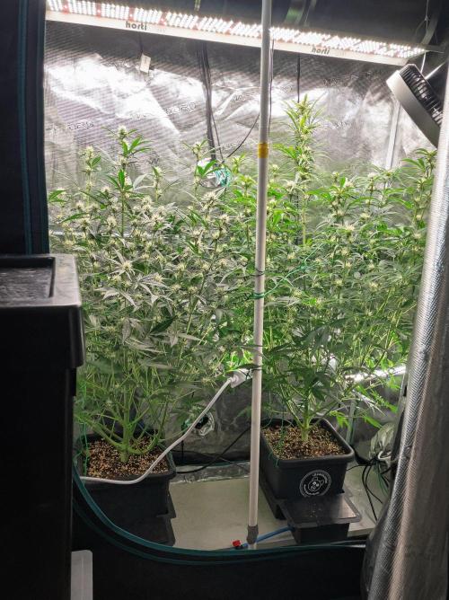 Rainbow Sundae 11 | Tulaberry F1-Testrun. Week 7 - D45 TB - RS11