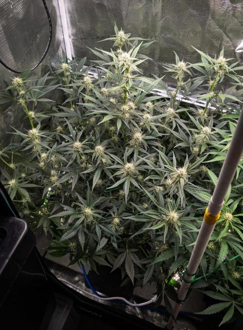 Rainbow Sundae 11 | Tulaberry F1-Testrun. Week 7 - D45 TB