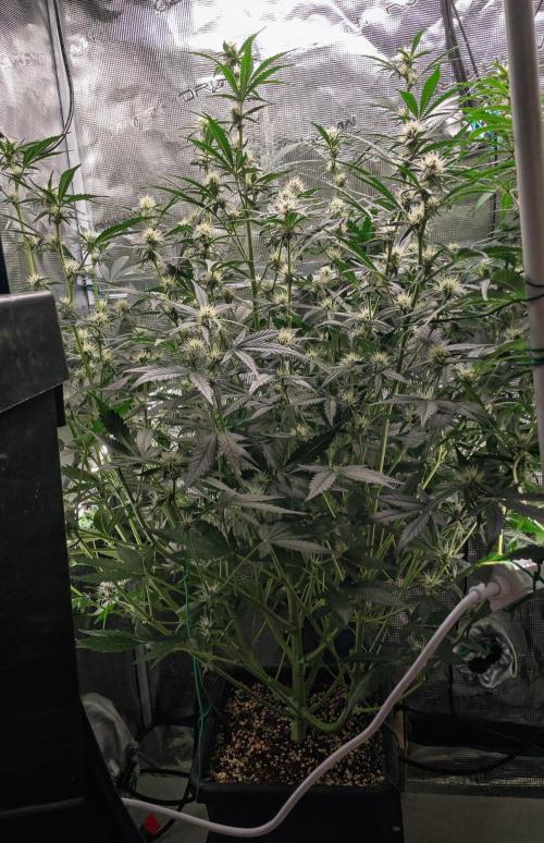 Rainbow Sundae 11 | Tulaberry F1-Testrun. Week 7 - D45 TB