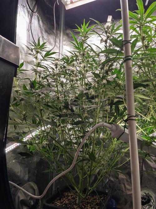 Rainbow Sundae 11 | Tulaberry F1-Testrun. Week 7 - D45 TB