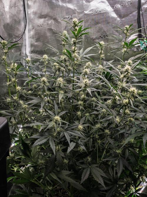 Rainbow Sundae 11 | Tulaberry F1-Testrun. Week 7 - D45 TB