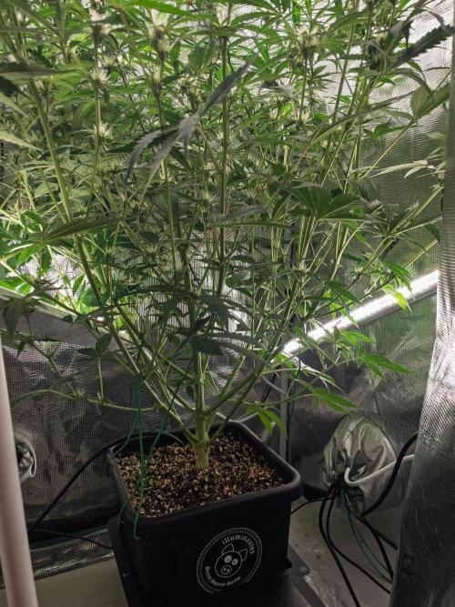 Rainbow Sundae 11 | Tulaberry F1-Testrun. Week 7 - D45 RS11