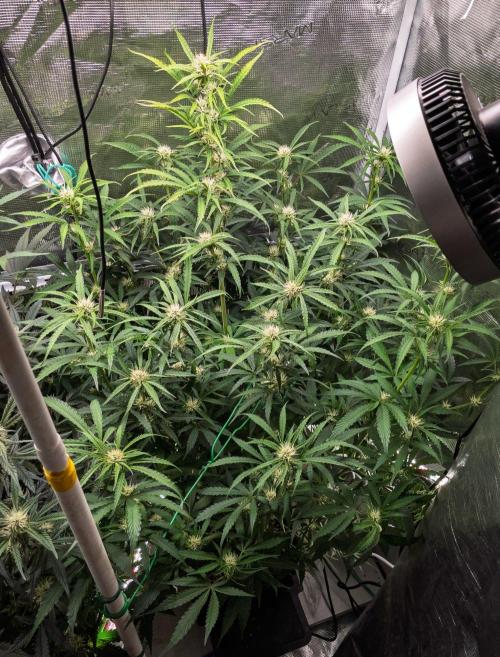 Rainbow Sundae 11 | Tulaberry F1-Testrun. Week 7 - D45 RS11