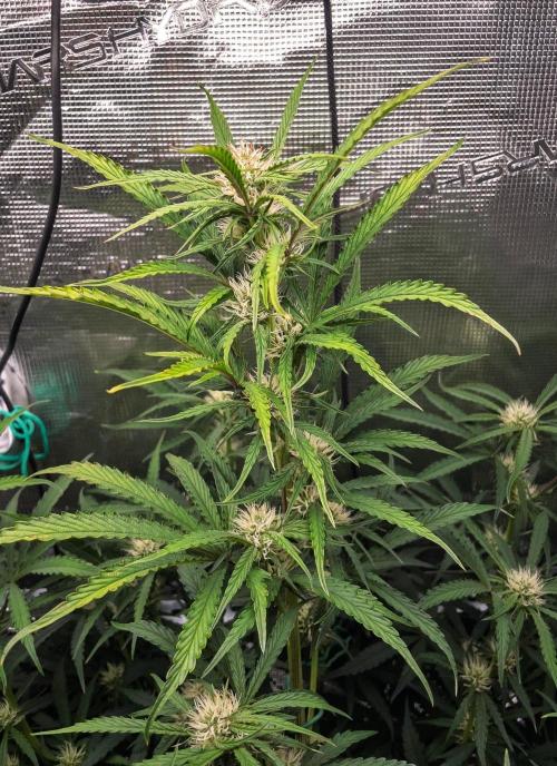Rainbow Sundae 11 | Tulaberry F1-Testrun. Week 7 - D45 RS11