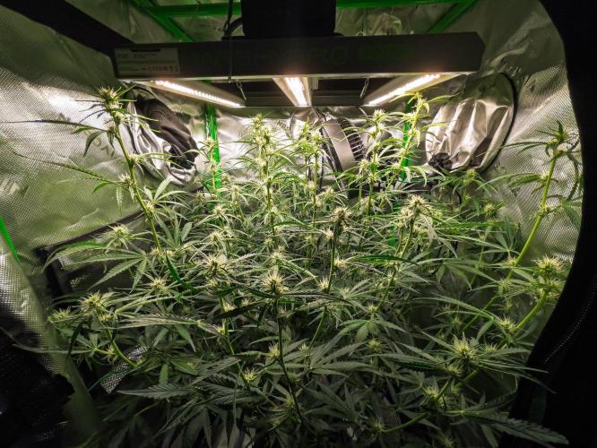 Radical Juice x Granite Haze | FOB#3 F1. Week 7 - D47