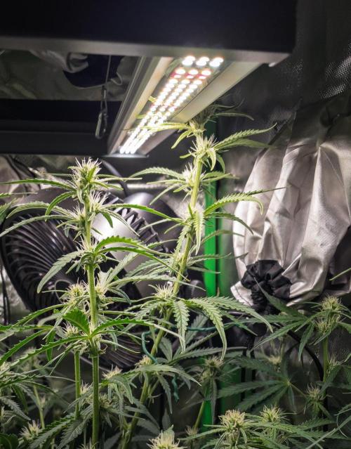 Radical Juice x Granite Haze | FOB#3 F1. Week 7 - D47