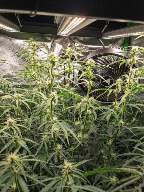 Radical Juice x Granite Haze | FOB#3 F1. Week 7 - D47