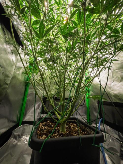 Radical Juice x Granite Haze | FOB#3 F1. Week 7 - D47