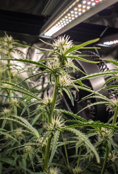 Radical Juice x Granite Haze | FOB#3 F1. Week 7 - D47