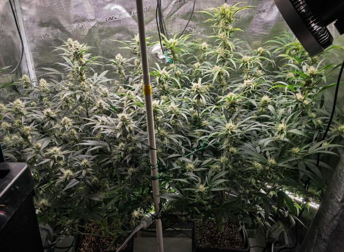 Rainbow Sundae 11 | Tulaberry F1-Testrun. Week 8 - D53 TB -  RS11