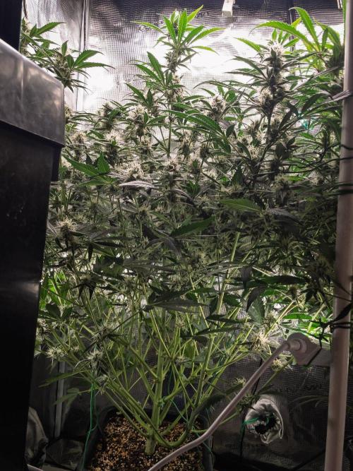Rainbow Sundae 11 | Tulaberry F1-Testrun. Week 8 - D53 TB