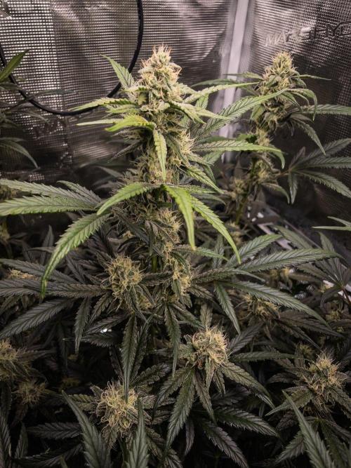 Rainbow Sundae 11 | Tulaberry F1-Testrun. Week 8 - D53 TB