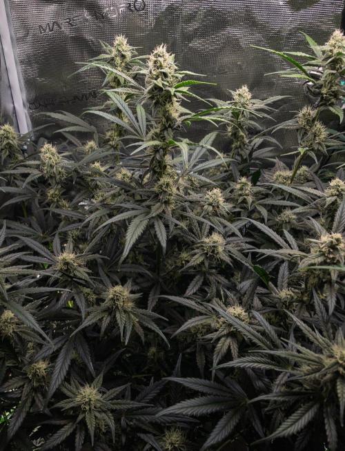 Rainbow Sundae 11 | Tulaberry F1-Testrun. Week 8 - D53 TB
