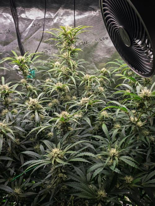 Rainbow Sundae 11 | Tulaberry F1-Testrun. Week 8 - D53 RS11