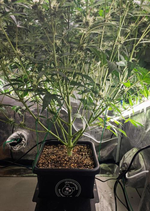 Rainbow Sundae 11 | Tulaberry F1-Testrun. Week 8 - D53 RS11