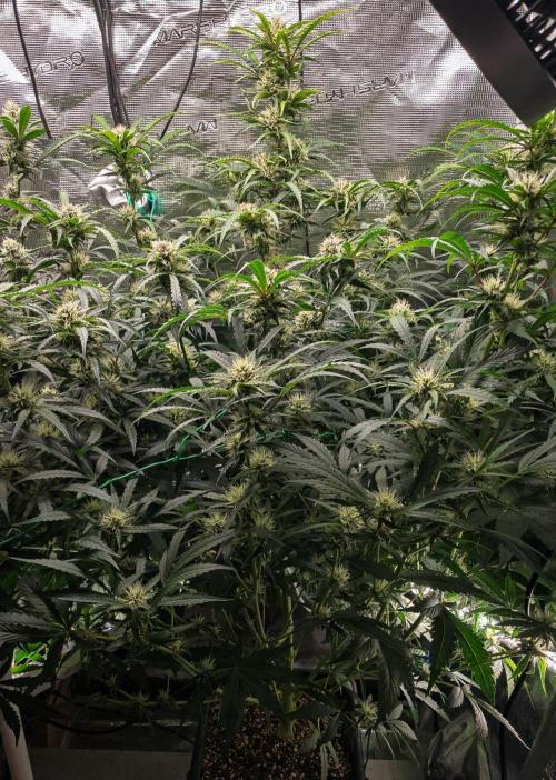 Rainbow Sundae 11 | Tulaberry F1-Testrun. Week 8 - D53 RS11