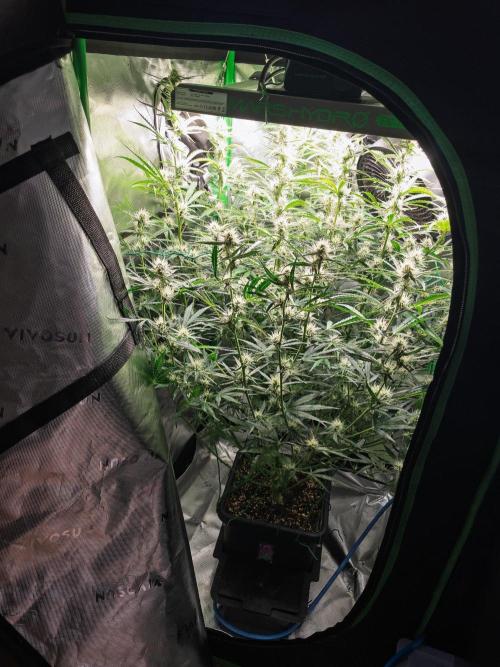 Radical Juice x Granite Haze | FOB#3 F1. Week 8 - D53