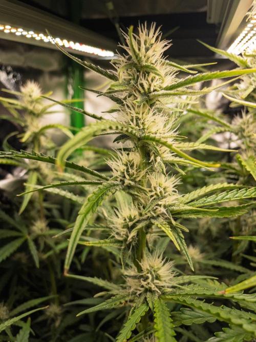 Radical Juice x Granite Haze | FOB#3 F1. Week 8 - D53