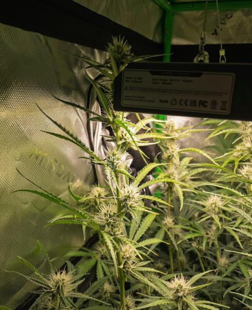 Radical Juice x Granite Haze | FOB#3 F1. Week 8 - D53
