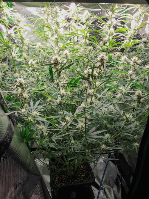 Radical Juice x Granite Haze | FOB#3 F1. Week 8 - D53