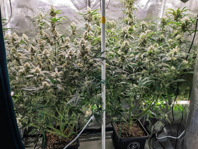 Rainbow Sundae 11 | Tulaberry F1-Testrun. Week 9 - D61 TB(l) RS11(r)