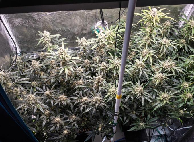 Rainbow Sundae 11 | Tulaberry F1-Testrun. Week 9 - D61 TB(l) RS11(r)