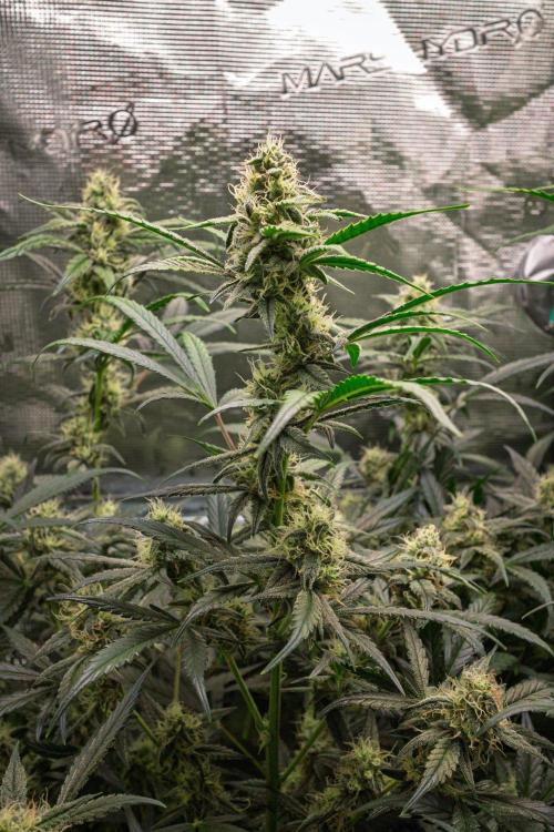 Rainbow Sundae 11 | Tulaberry F1-Testrun. Week 9 - D56 TB