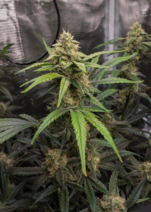 Rainbow Sundae 11 | Tulaberry F1-Testrun. Week 9 - D59 TB
