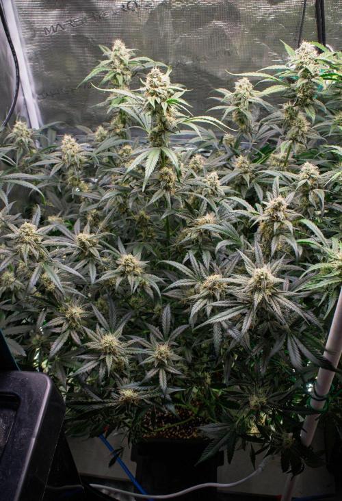 Rainbow Sundae 11 | Tulaberry F1-Testrun. Week 9 - D59 TB