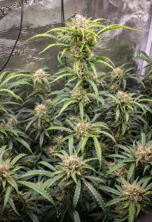 Rainbow Sundae 11 | Tulaberry F1-Testrun. Week 9 - D59 RS11