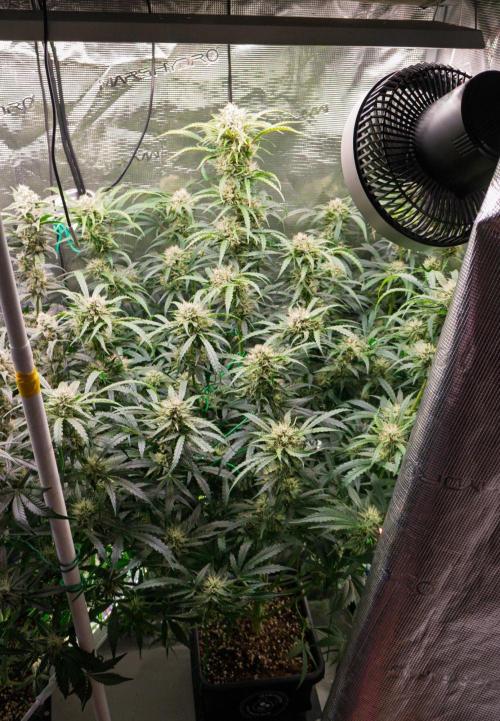Rainbow Sundae 11 | Tulaberry F1-Testrun. Week 9 - D59 RS11