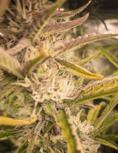 Radical Juice x Granite Haze | FOB#3 F1. Week 9 - D63