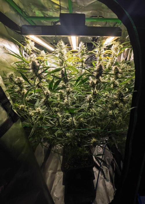 Radical Juice x Granite Haze | FOB#3 F1. Week 9 - D63