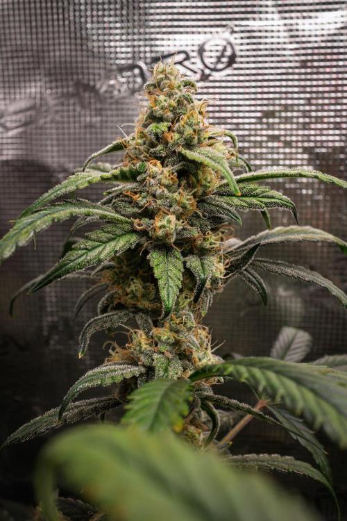 Rainbow Sundae 11 | Tulaberry F1-Testrun. Week 10 - D65 TB