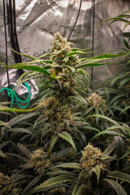 Rainbow Sundae 11 | Tulaberry F1-Testrun. Week 10 - D65 TB