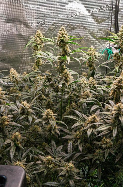 Rainbow Sundae 11 | Tulaberry F1-Testrun. Week 10 - D65 TB