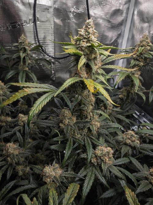Rainbow Sundae 11 | Tulaberry F1-Testrun. Week 10 - D68 TB