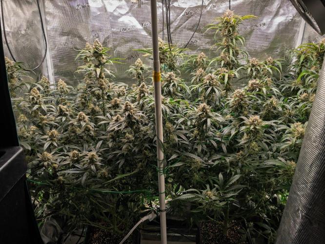 Rainbow Sundae 11 | Tulaberry F1-Testrun. Week 10 - D68 TB(l) - RS11(r)
