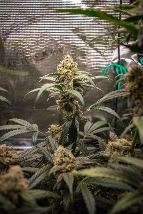 Rainbow Sundae 11 | Tulaberry F1-Testrun. Week 10 - D65 TB