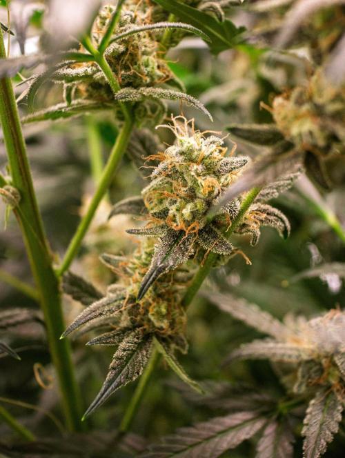 Rainbow Sundae 11 | Tulaberry F1-Testrun. Week 10 - D65 TB