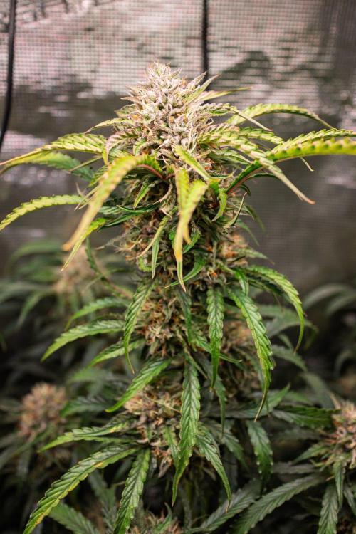 Rainbow Sundae 11 | Tulaberry F1-Testrun. Week 10 - D68 RS11