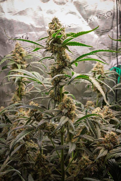 Rainbow Sundae 11 | Tulaberry F1-Testrun. Week 10 - D65 TB