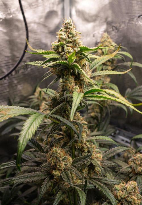 Rainbow Sundae 11 | Tulaberry F1-Testrun. Week 10 - D65 TB