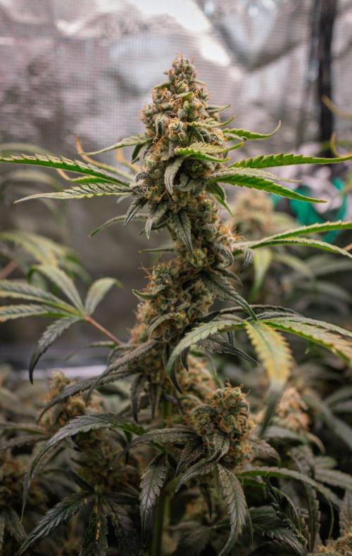 Rainbow Sundae 11 | Tulaberry F1-Testrun. Week 10 - D69 TB