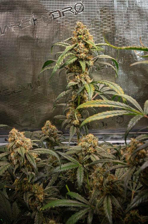 Rainbow Sundae 11 | Tulaberry F1-Testrun. Week 10 - D69 TB