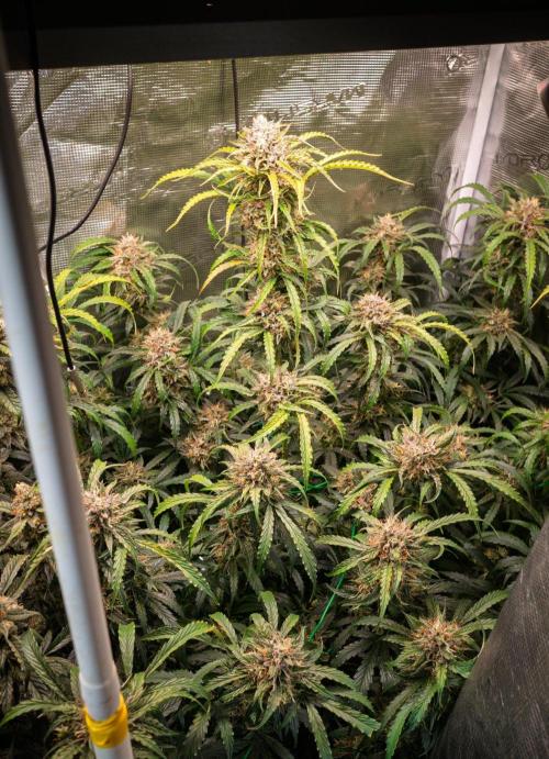 Rainbow Sundae 11 | Tulaberry F1-Testrun. Week 10 - D69 RS11