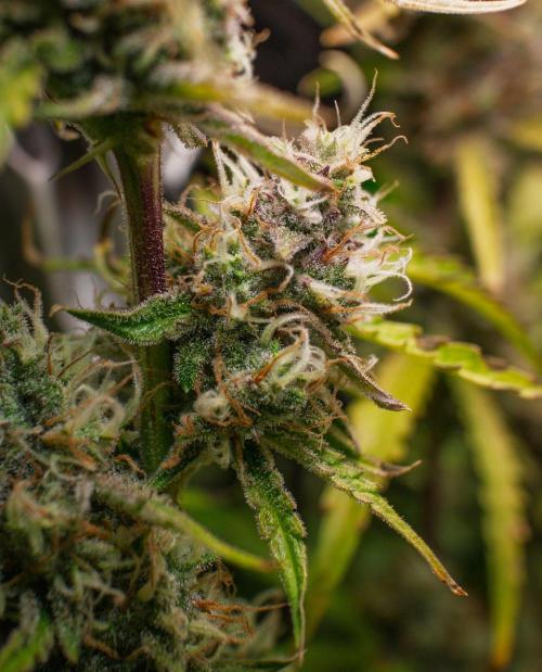 Radical Juice x Granite Haze | FOB#3 F1. Week 10 - D74