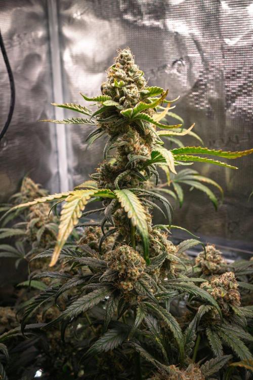 Rainbow Sundae 11 | Tulaberry F1-Testrun. Week 11 - D74