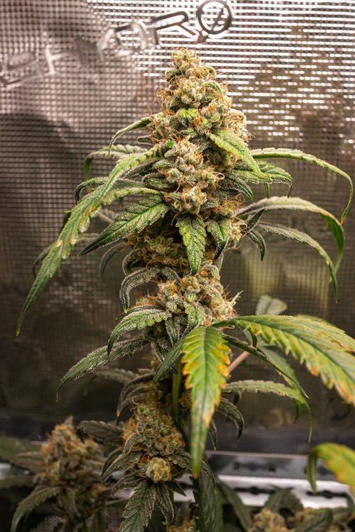 Rainbow Sundae 11 | Tulaberry F1-Testrun. Week 11 - D74